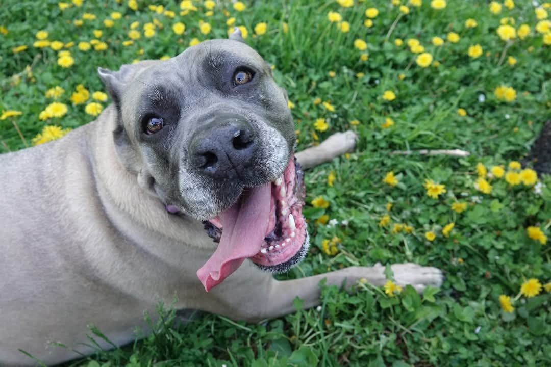 Lexi the Cane Corso